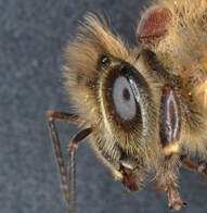 /ARSUserFiles/60500500/Areawide 2024/Pics/Varroa mite on the thorax of a honey bee.jpg